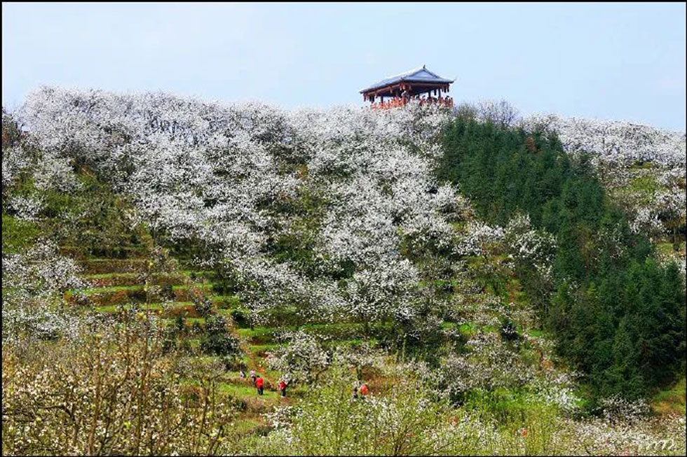 【春天，广西桂林灌阳县向您发出邀请！】我们在灌阳看梨花 - 游山玩水 - 十堰生活社区 - 十堰28生活网 shiyan.28life.net