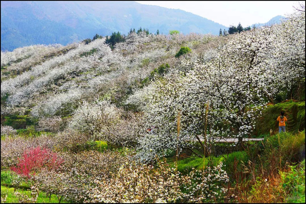 【春天，广西桂林灌阳县向您发出邀请！】我们在灌阳看梨花 - 游山玩水 - 十堰生活社区 - 十堰28生活网 shiyan.28life.net