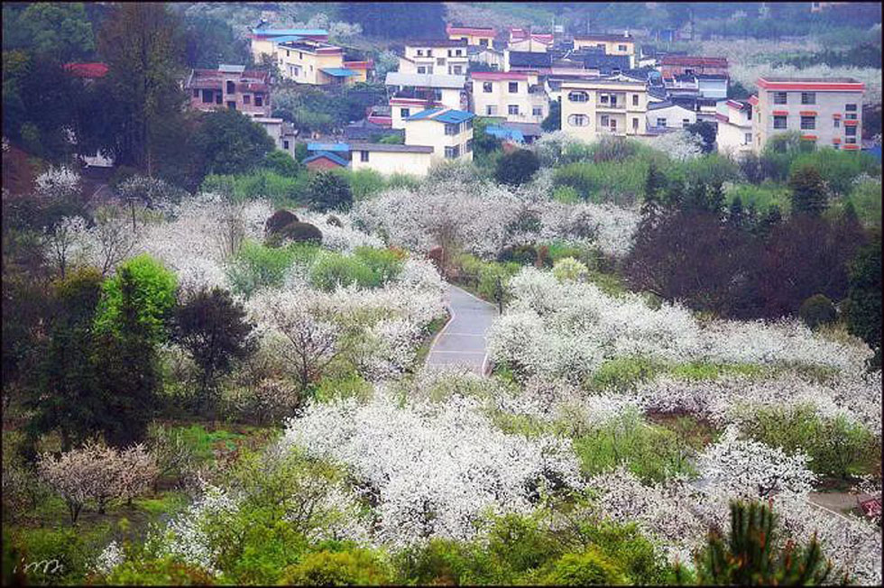 【春天，广西桂林灌阳县向您发出邀请！】我们在灌阳看梨花 - 游山玩水 - 十堰生活社区 - 十堰28生活网 shiyan.28life.net