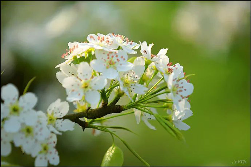【春天，广西桂林灌阳县向您发出邀请！】我们在灌阳看梨花 - 游山玩水 - 十堰生活社区 - 十堰28生活网 shiyan.28life.net