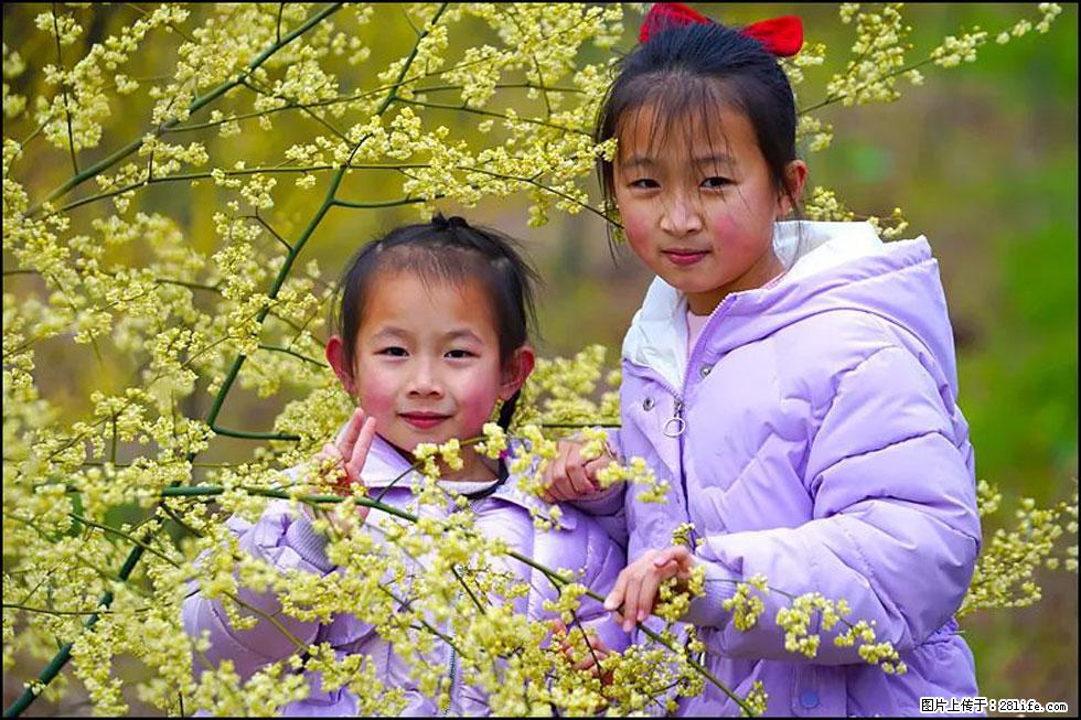 【春天，广西桂林灌阳县向您发出邀请！】米珠山前有片山苍子花在飘香 - 游山玩水 - 十堰生活社区 - 十堰28生活网 shiyan.28life.net