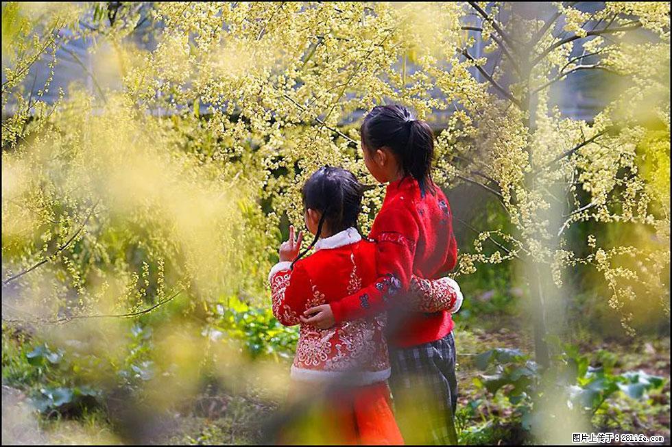【春天，广西桂林灌阳县向您发出邀请！】米珠山前有片山苍子花在飘香 - 游山玩水 - 十堰生活社区 - 十堰28生活网 shiyan.28life.net