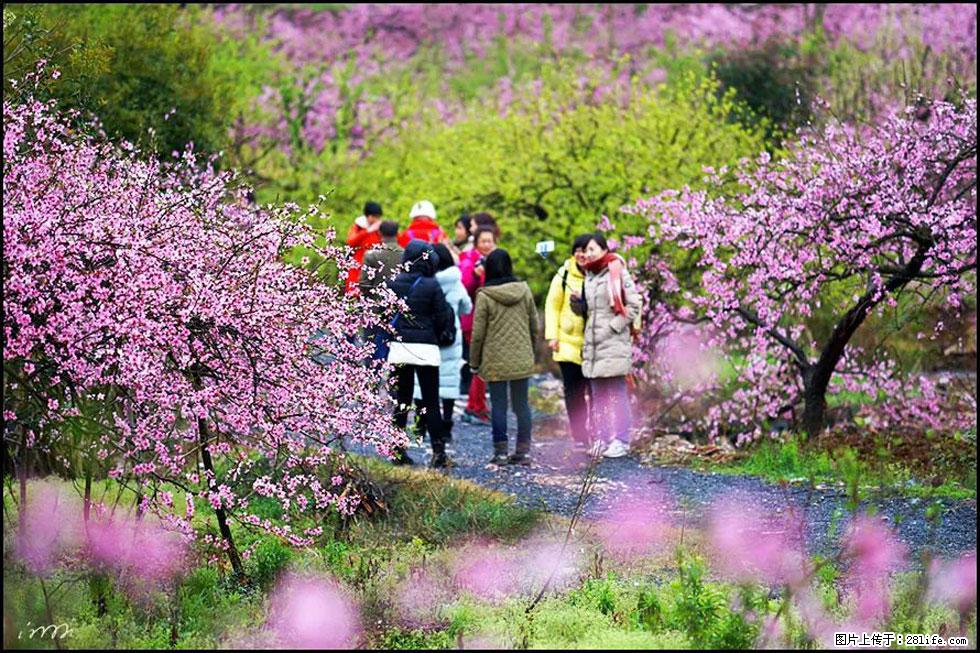 【春天，广西桂林灌阳县向您发出邀请！】官庄村有个醉美的桃花园 - 游山玩水 - 十堰生活社区 - 十堰28生活网 shiyan.28life.net
