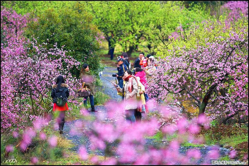 【春天，广西桂林灌阳县向您发出邀请！】官庄村有个醉美的桃花园 - 游山玩水 - 十堰生活社区 - 十堰28生活网 shiyan.28life.net