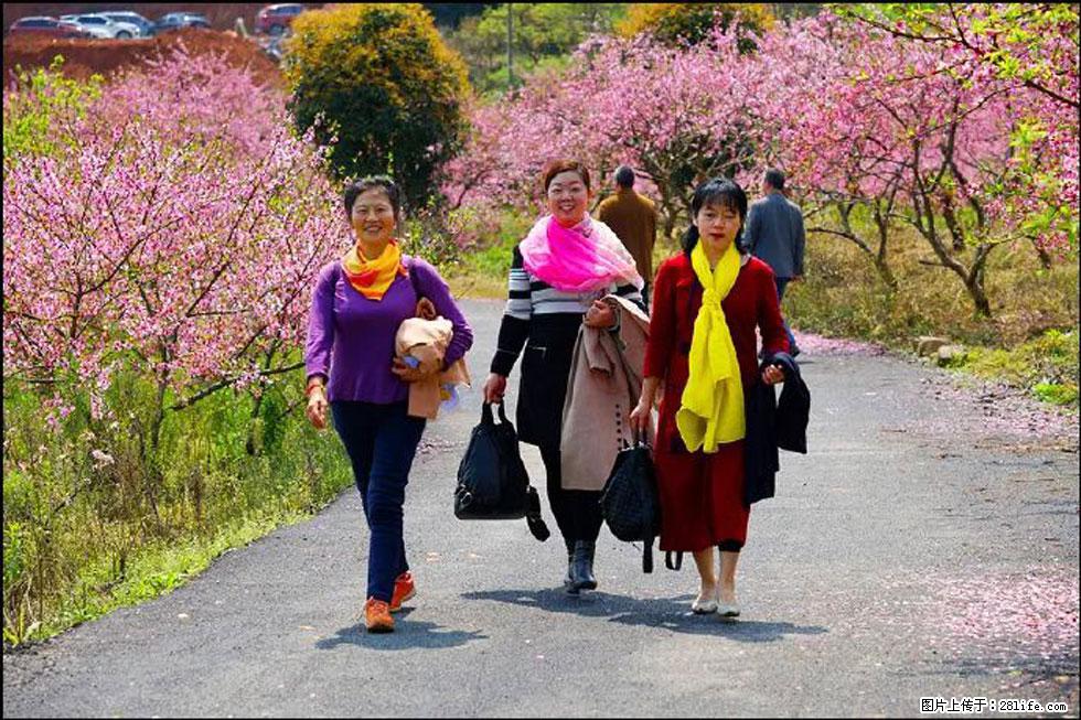 【春天，广西桂林灌阳县向您发出邀请！】官庄村有个醉美的桃花园 - 游山玩水 - 十堰生活社区 - 十堰28生活网 shiyan.28life.net