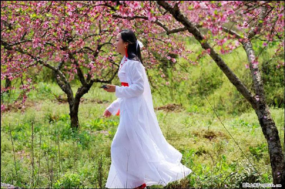【春天，广西桂林灌阳县向您发出邀请！】官庄村有个醉美的桃花园 - 游山玩水 - 十堰生活社区 - 十堰28生活网 shiyan.28life.net
