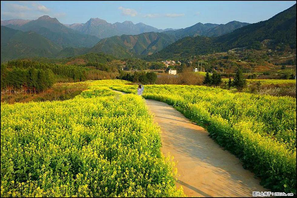 【春天,广西桂林灌阳县向您发出邀请!】长坪村油菜盛情花开 - 游山玩水 - 十堰生活社区 - 十堰28生活网 shiyan.28life.net