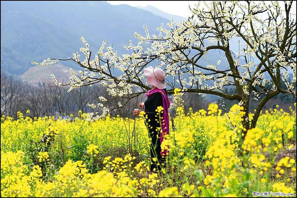 【春天,广西桂林灌阳县向您发出邀请!】长坪村油菜盛情花开 - 游山玩水 - 十堰生活社区 - 十堰28生活网 shiyan.28life.net