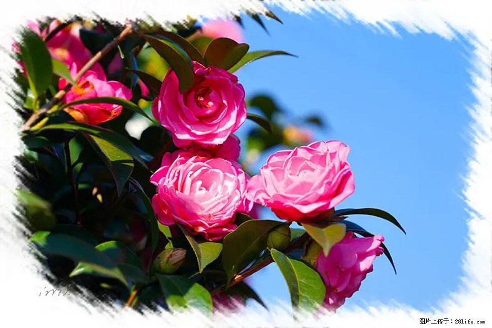 【春天，广西桂林灌阳县向您发出邀请！】杨柳井茶花惹人爱 - 游山玩水 - 十堰生活社区 - 十堰28生活网 shiyan.28life.net