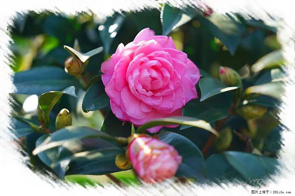 【春天，广西桂林灌阳县向您发出邀请！】杨柳井茶花惹人爱 - 游山玩水 - 十堰生活社区 - 十堰28生活网 shiyan.28life.net
