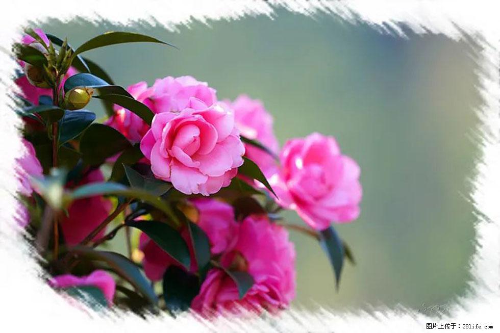 【春天，广西桂林灌阳县向您发出邀请！】杨柳井茶花惹人爱 - 游山玩水 - 十堰生活社区 - 十堰28生活网 shiyan.28life.net