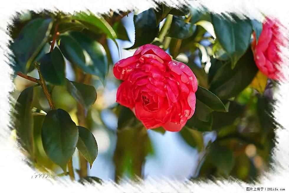 【春天，广西桂林灌阳县向您发出邀请！】杨柳井茶花惹人爱 - 游山玩水 - 十堰生活社区 - 十堰28生活网 shiyan.28life.net