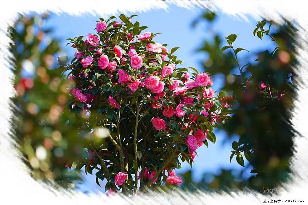【春天，广西桂林灌阳县向您发出邀请！】杨柳井茶花惹人爱 - 游山玩水 - 十堰生活社区 - 十堰28生活网 shiyan.28life.net