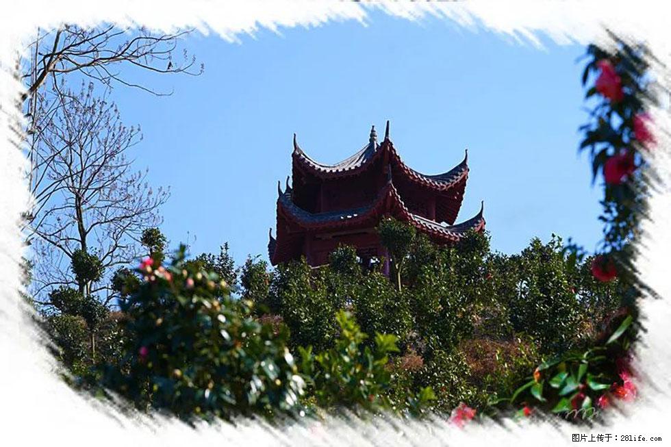 【春天，广西桂林灌阳县向您发出邀请！】杨柳井茶花惹人爱 - 游山玩水 - 十堰生活社区 - 十堰28生活网 shiyan.28life.net