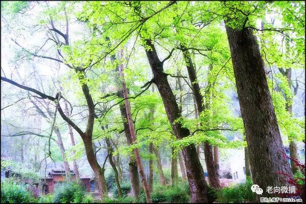 【春天，广西桂林灌阳县向您发出邀请！】在小龙村与春天约会 - 游山玩水 - 十堰生活社区 - 十堰28生活网 shiyan.28life.net