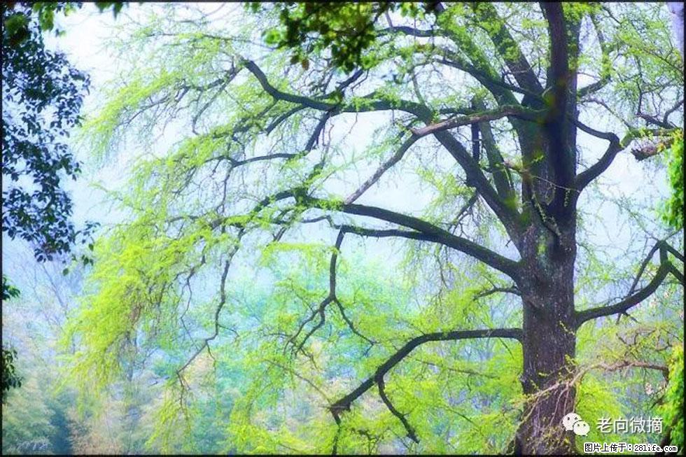 【春天，广西桂林灌阳县向您发出邀请！】在小龙村与春天约会 - 游山玩水 - 十堰生活社区 - 十堰28生活网 shiyan.28life.net