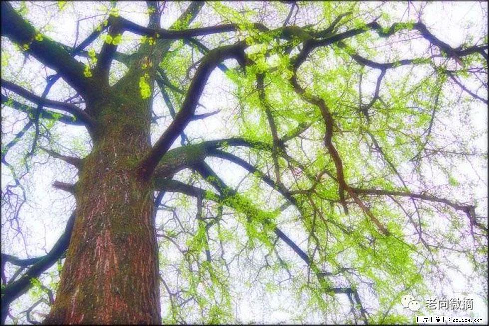 【春天，广西桂林灌阳县向您发出邀请！】在小龙村与春天约会 - 游山玩水 - 十堰生活社区 - 十堰28生活网 shiyan.28life.net