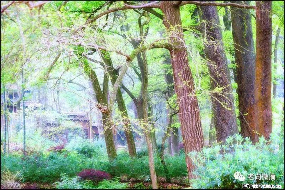【春天，广西桂林灌阳县向您发出邀请！】在小龙村与春天约会 - 游山玩水 - 十堰生活社区 - 十堰28生活网 shiyan.28life.net