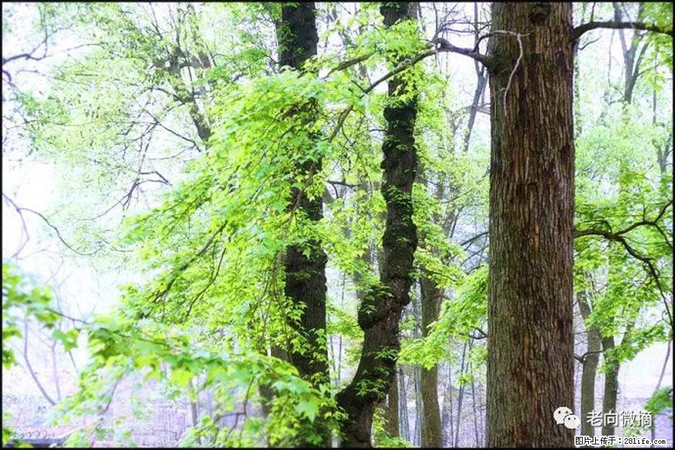 【春天，广西桂林灌阳县向您发出邀请！】在小龙村与春天约会 - 游山玩水 - 十堰生活社区 - 十堰28生活网 shiyan.28life.net