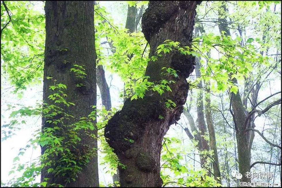 【春天，广西桂林灌阳县向您发出邀请！】在小龙村与春天约会 - 游山玩水 - 十堰生活社区 - 十堰28生活网 shiyan.28life.net