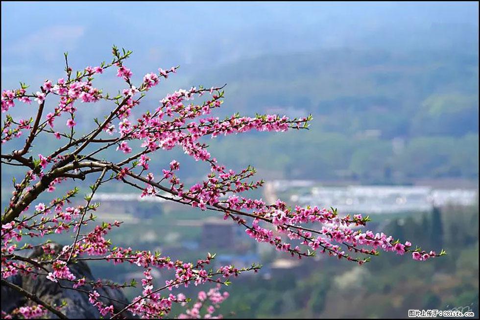 【春天，广西桂林灌阳县向您发出邀请！】望月岭上桃花开 - 游山玩水 - 十堰生活社区 - 十堰28生活网 shiyan.28life.net