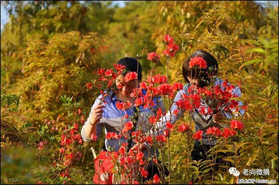 【春天，广西桂林灌阳县向您发出邀请！】登麒麟山，相约映山红 - 游山玩水 - 十堰生活社区 - 十堰28生活网 shiyan.28life.net
