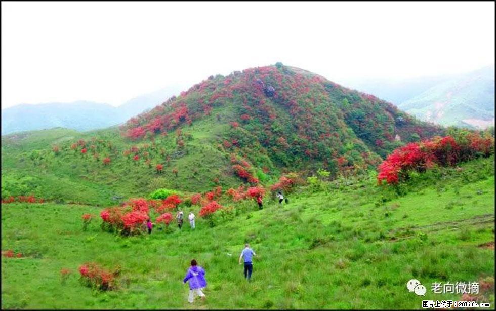 【春天，广西桂林灌阳县向您发出邀请！】宝盖山上映山红 - 游山玩水 - 十堰生活社区 - 十堰28生活网 shiyan.28life.net