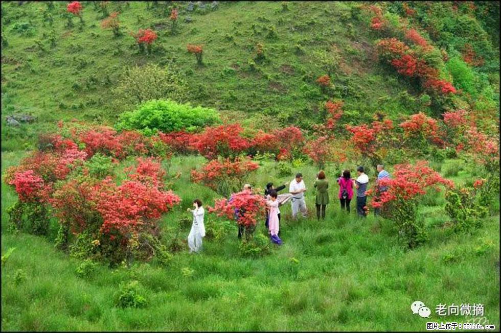 【春天，广西桂林灌阳县向您发出邀请！】宝盖山上映山红 - 游山玩水 - 十堰生活社区 - 十堰28生活网 shiyan.28life.net