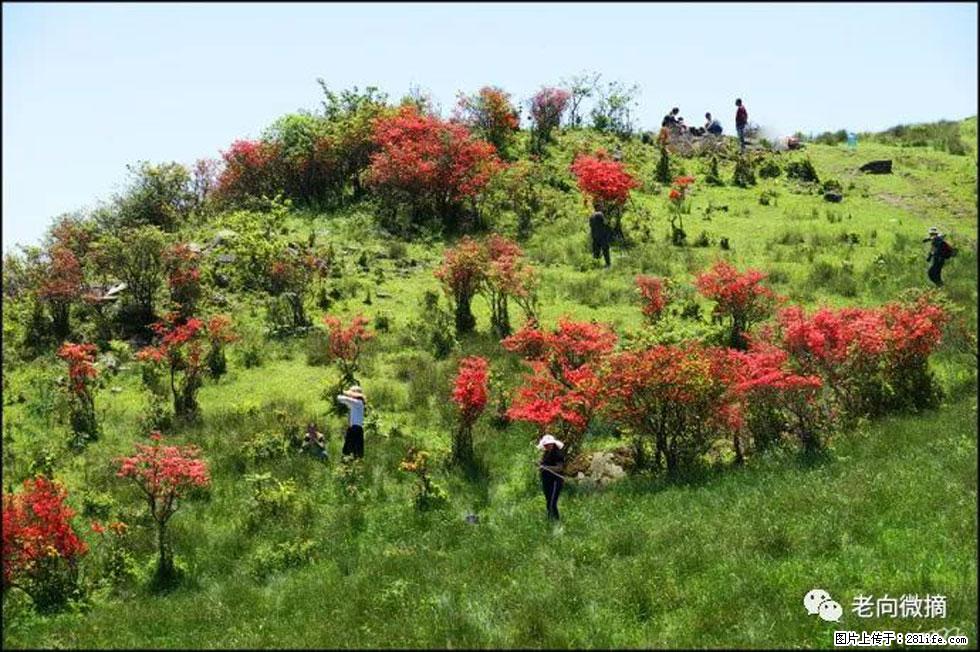 【春天，广西桂林灌阳县向您发出邀请！】宝盖山上映山红 - 游山玩水 - 十堰生活社区 - 十堰28生活网 shiyan.28life.net