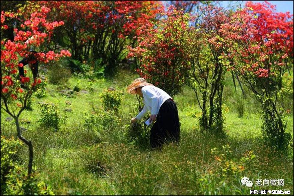 【春天，广西桂林灌阳县向您发出邀请！】宝盖山上映山红 - 游山玩水 - 十堰生活社区 - 十堰28生活网 shiyan.28life.net
