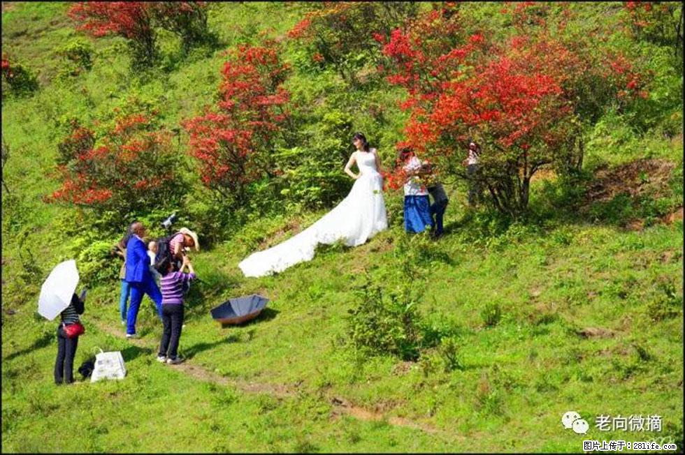 【春天，广西桂林灌阳县向您发出邀请！】宝盖山上映山红 - 游山玩水 - 十堰生活社区 - 十堰28生活网 shiyan.28life.net