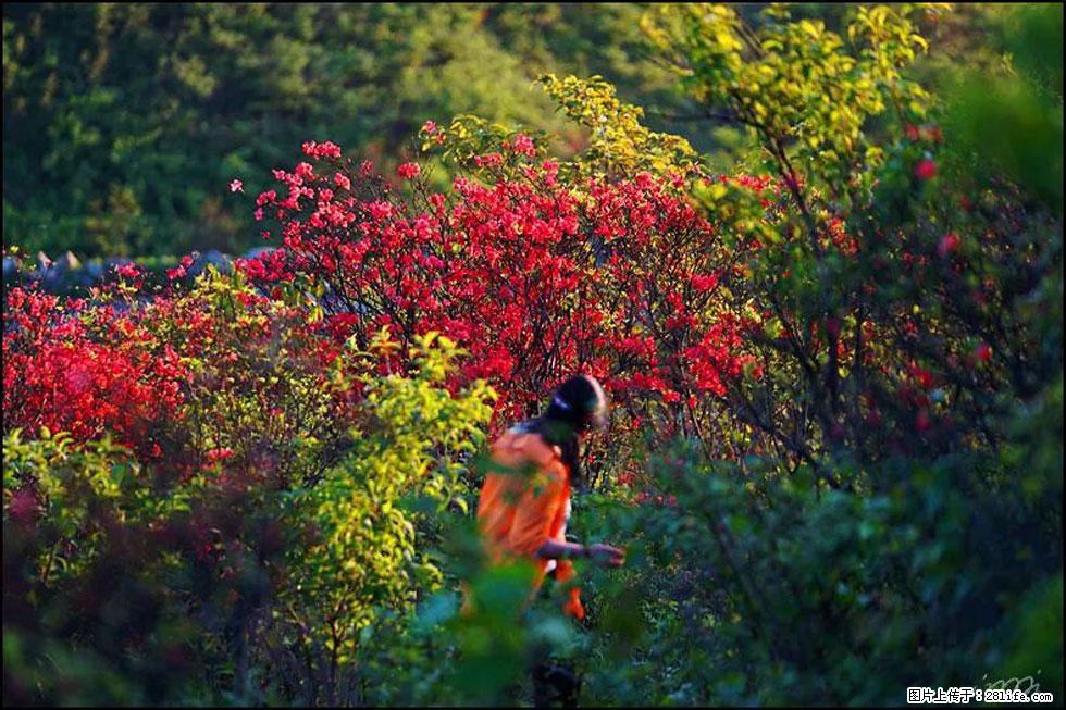 【春天，广西桂林灌阳县向您发出邀请！】春木界上映山红 - 游山玩水 - 十堰生活社区 - 十堰28生活网 shiyan.28life.net