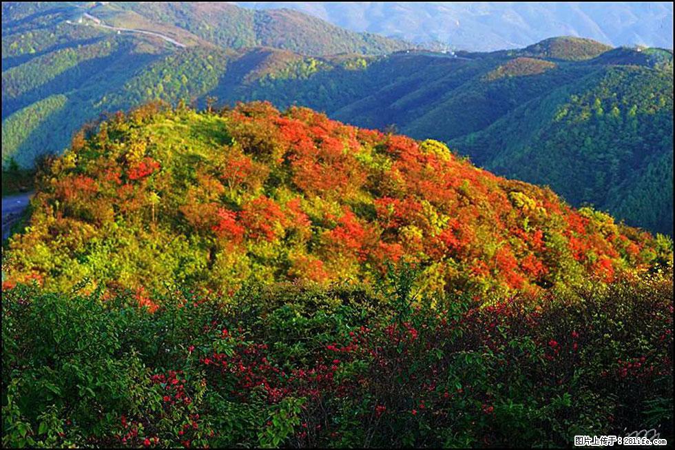 【春天，广西桂林灌阳县向您发出邀请！】春木界上映山红 - 游山玩水 - 十堰生活社区 - 十堰28生活网 shiyan.28life.net
