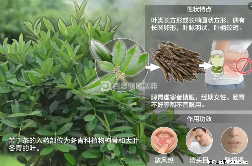 苦丁茶有哪些功效和作用 - 生活百科 - 十堰生活社区 - 十堰28生活网 shiyan.28life.net