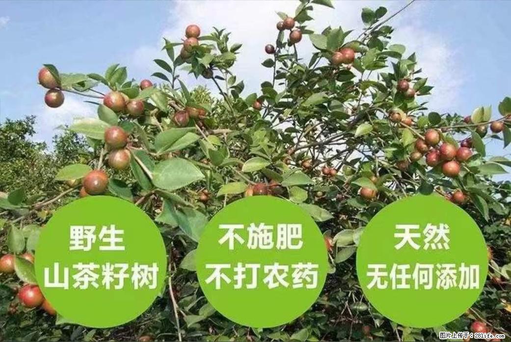 【灌阳县油茶产业示范区】一个有着充实的精神生活的人，对待身外之物自会有一种淡泊的态度 - 土特产 - 饮食特产 - 十堰分类信息 - 十堰28生活网 shiyan.28life.net
