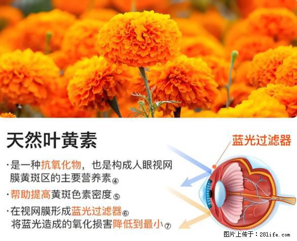 叶黄素有什么功效和作用 - 生活百科 - 十堰生活社区 - 十堰28生活网 shiyan.28life.net
