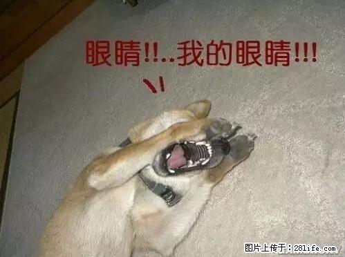 笑癫了！一女的怀孕三年未生，他终于忍不住了... - 娱乐八卦 - 十堰生活社区 - 十堰28生活网 shiyan.28life.net