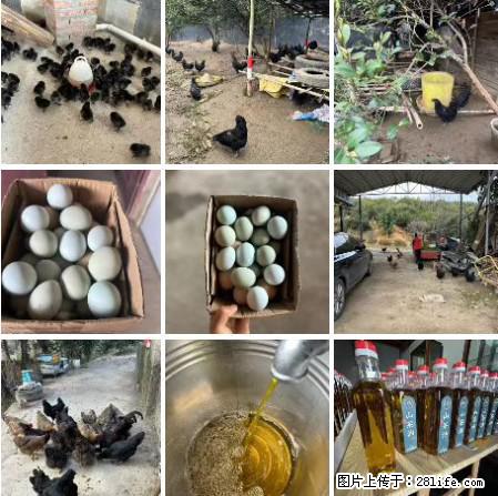 油茶园从小鸡仔开始养起的纯土鸡、土鸡蛋可以预定啦！还有前几天刚榨的纯山茶油哦 - 土特产 - 饮食特产 - 十堰分类信息 - 十堰28生活网 shiyan.28life.net