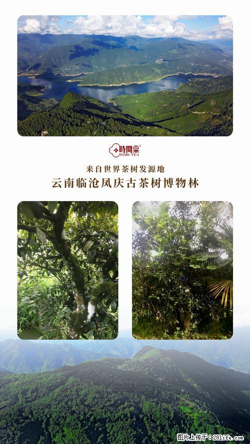 时间果百年古树2025年春红茶 - 购物交流 - 十堰生活社区 - 十堰28生活网 shiyan.28life.net
