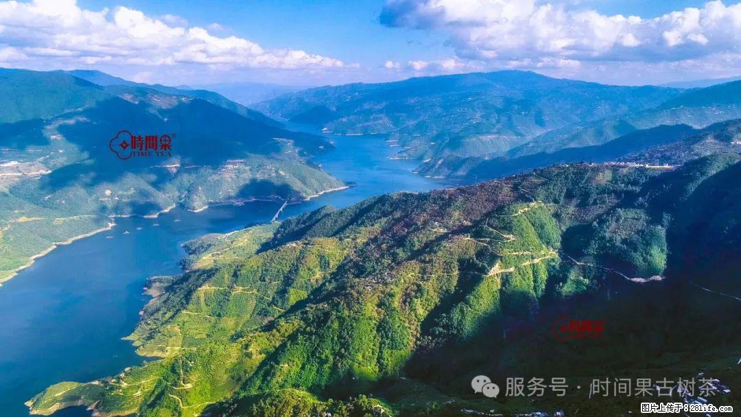 时间果百年古树龙珠普洱生茶 - 购物交流 - 十堰生活社区 - 十堰28生活网 shiyan.28life.net