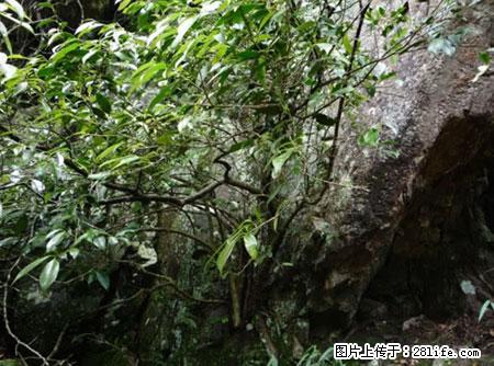 平乐石崖茶，珍贵仅次于金花茶 - 十堰生活资讯 - 十堰28生活网 shiyan.28life.net