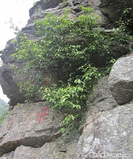 平乐石崖茶，珍贵仅次于金花茶 - 十堰生活资讯 - 十堰28生活网 shiyan.28life.net