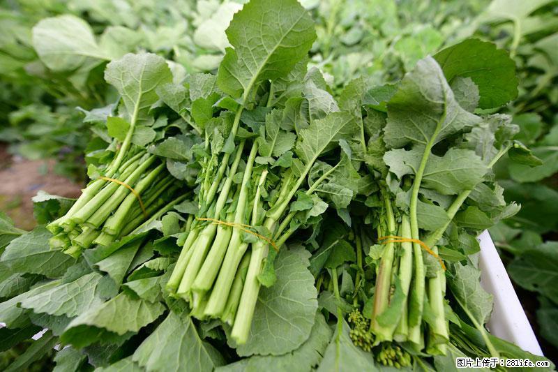 这些蔬菜是“天然钙片”，这6种被医生重点推荐 - 十堰生活资讯 - 十堰28生活网 shiyan.28life.net